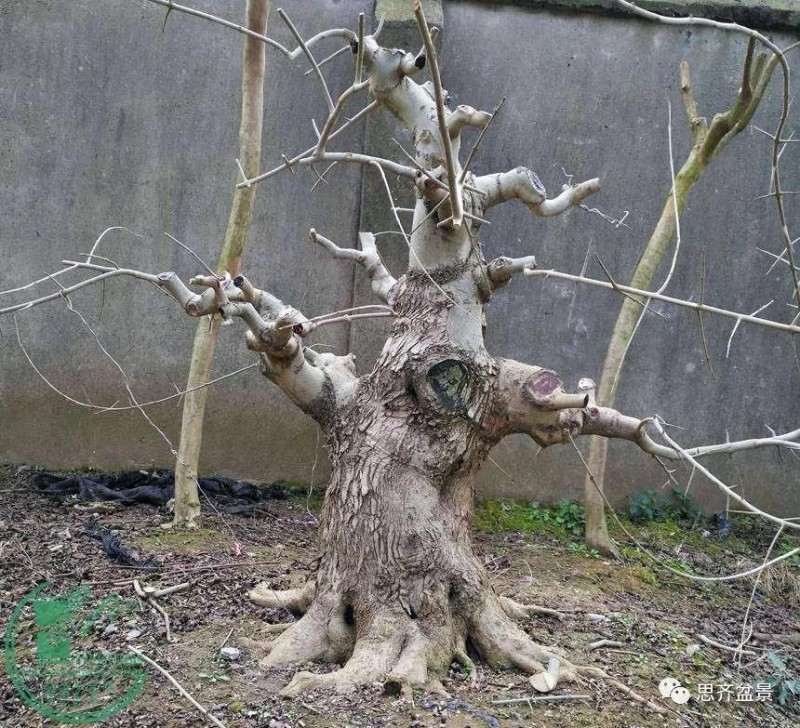 盆景下山桩怎么育桩生长的方法