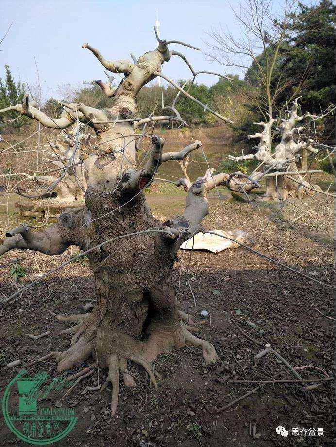 盆景下山桩怎么育桩生长的方法