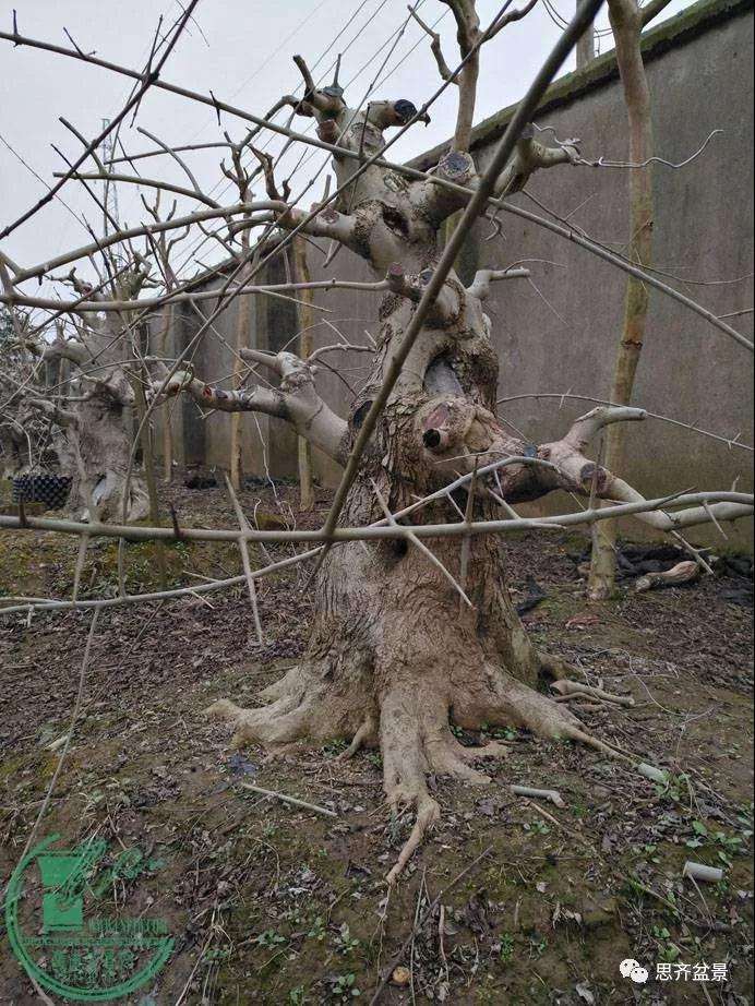 盆景下山桩怎么育桩生长的方法