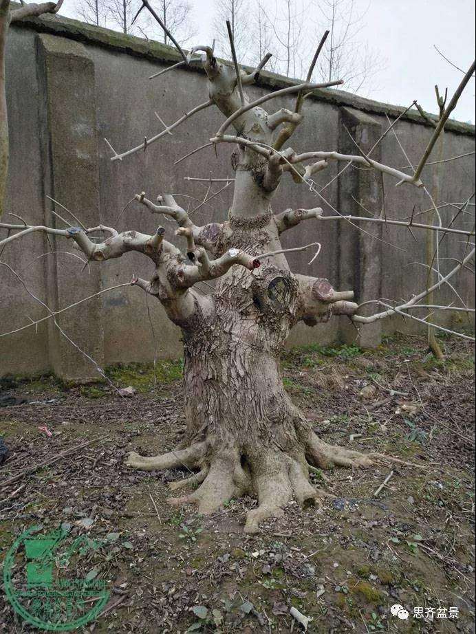 盆景下山桩怎么育桩生长的方法