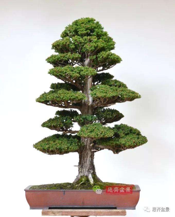 一棵直干型柳杉盆景的培养历程