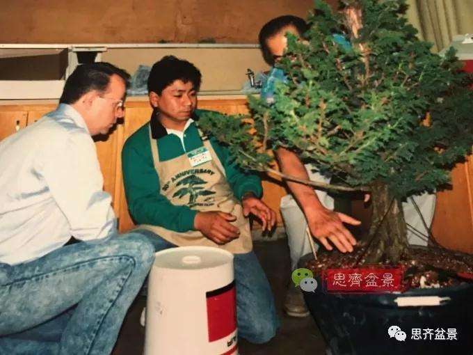 一棵直干型柳杉盆景的培养历程