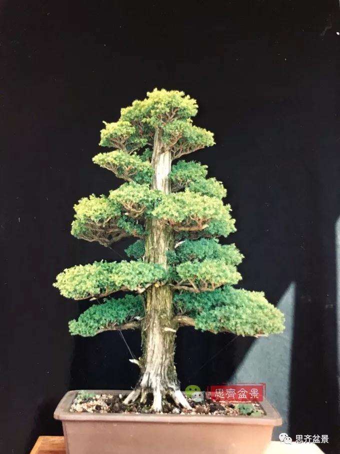 一棵直干型柳杉盆景的培养历程