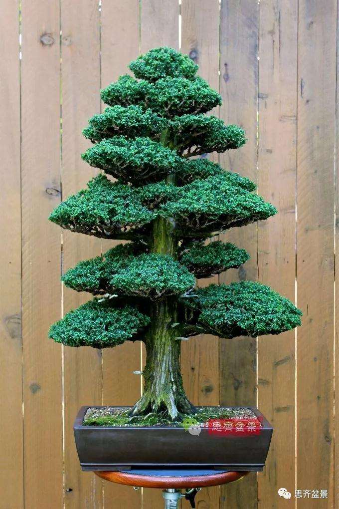 一棵直干型柳杉盆景的培养历程