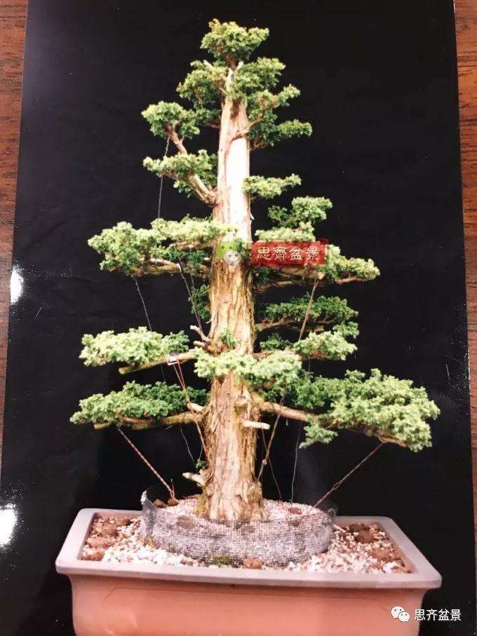 一棵直干型柳杉盆景的培养历程