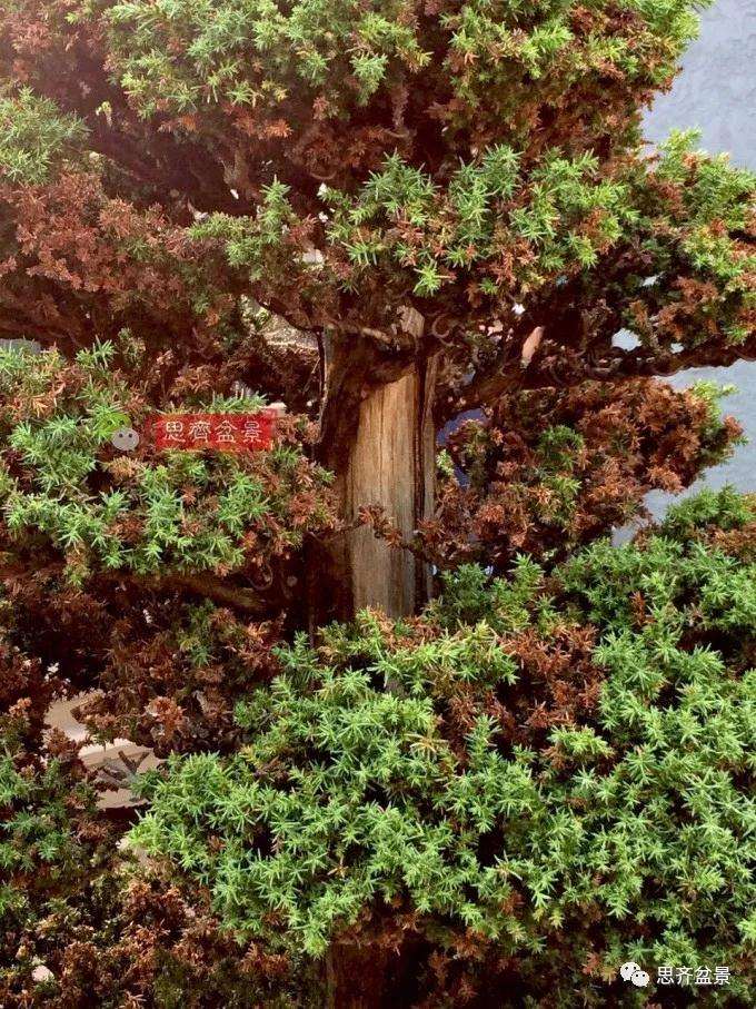 一棵直干型柳杉盆景的培养历程