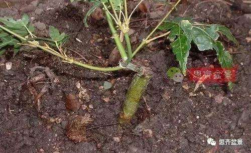 年高压制作的红枫盆景