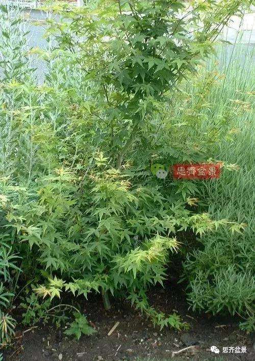 年高压制作的红枫盆景