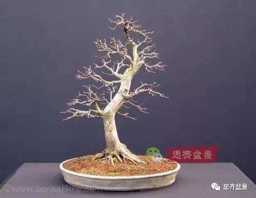 年高压制作的红枫盆景