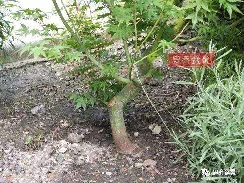 年高压制作的红枫盆景