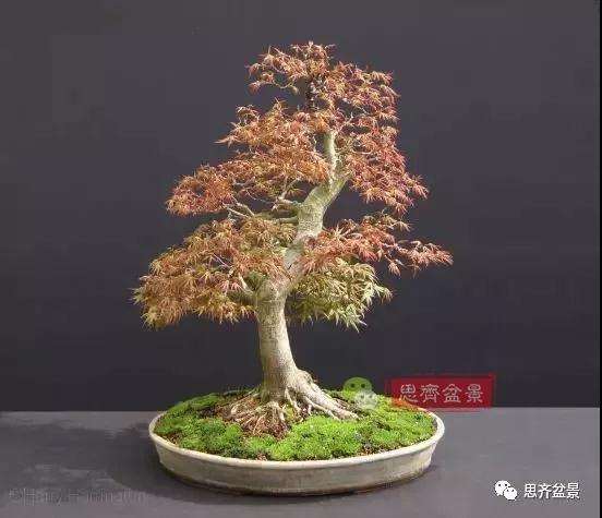 年高压制作的红枫盆景