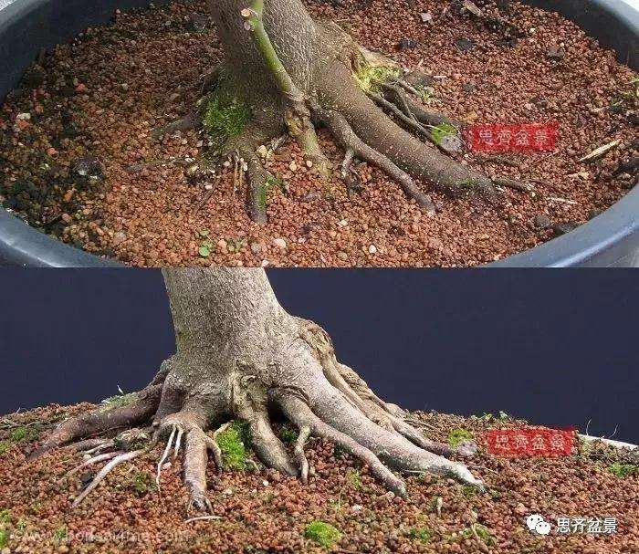 年高压制作的红枫盆景