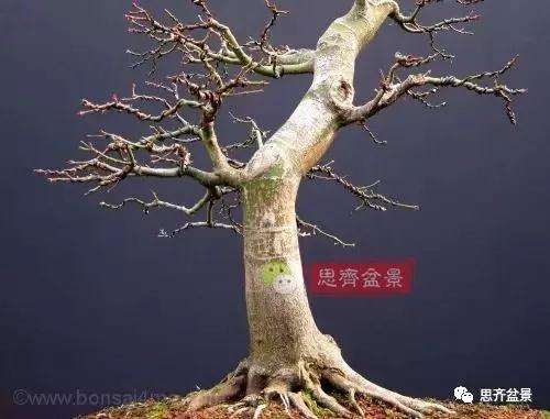 年高压制作的红枫盆景