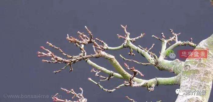 年高压制作的红枫盆景