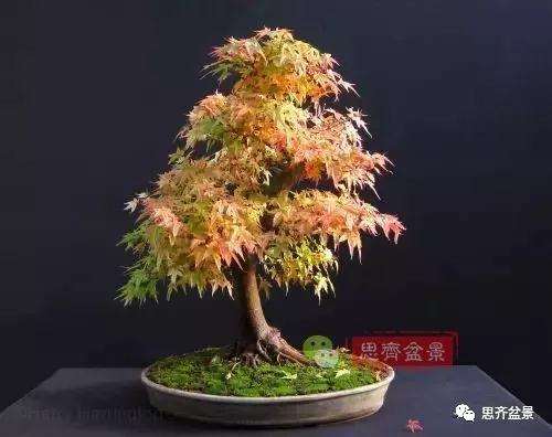 年高压制作的红枫盆景