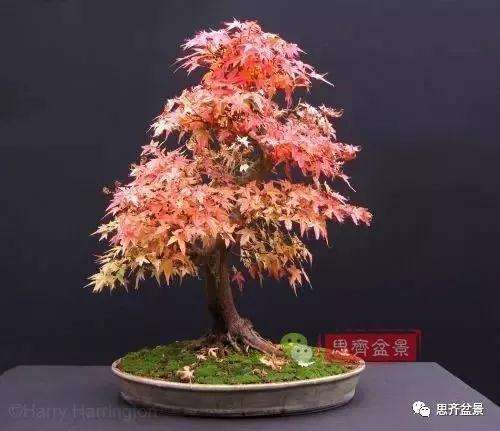 年高压制作的红枫盆景