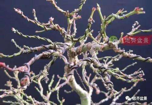 年高压制作的红枫盆景