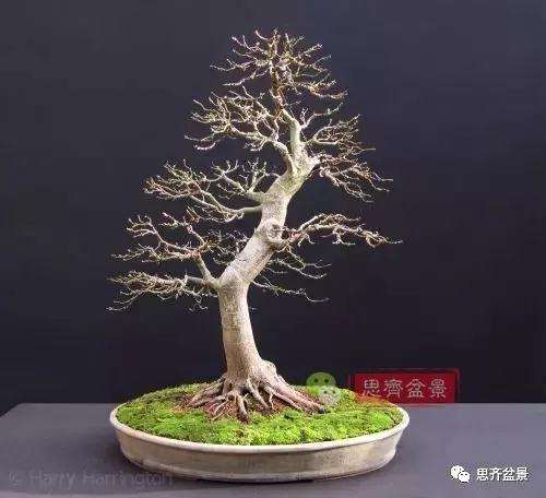 年高压制作的红枫盆景