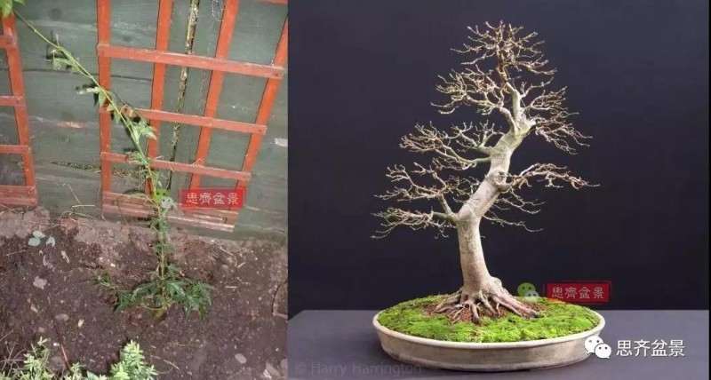 年高压制作的红枫盆景