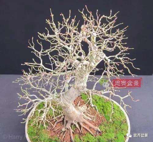 年高压制作的红枫盆景