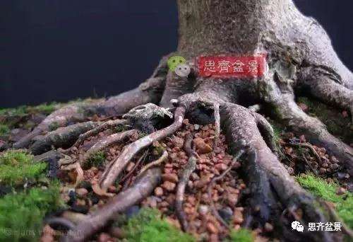 年高压制作的红枫盆景