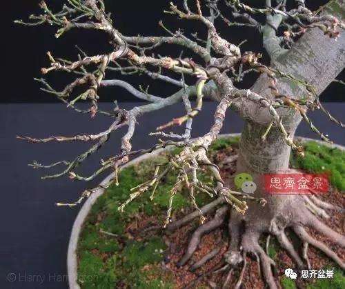 年高压制作的红枫盆景