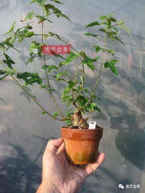 杂木盆景的枝节过长怎么修剪