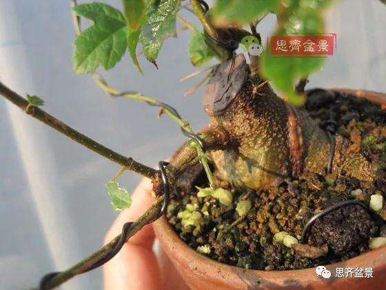 杂木盆景的枝节过长怎么修剪