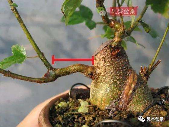 杂木盆景的枝节过长怎么修剪