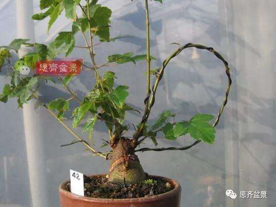 杂木盆景的枝节过长怎么修剪