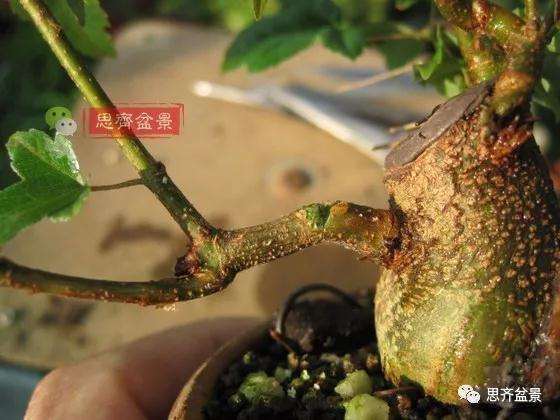 杂木盆景的枝节过长怎么修剪