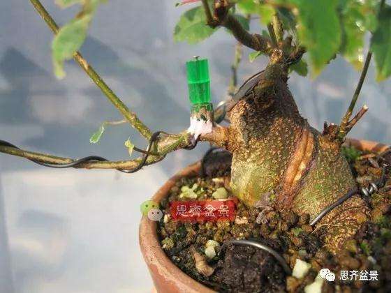 杂木盆景的枝节过长怎么修剪