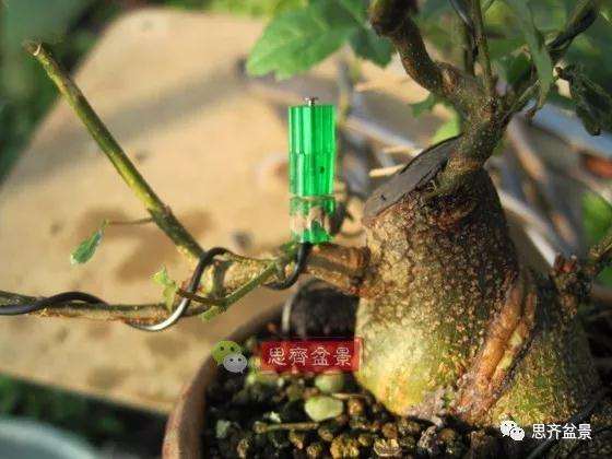 杂木盆景的枝节过长怎么修剪