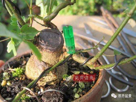 杂木盆景的枝节过长怎么修剪