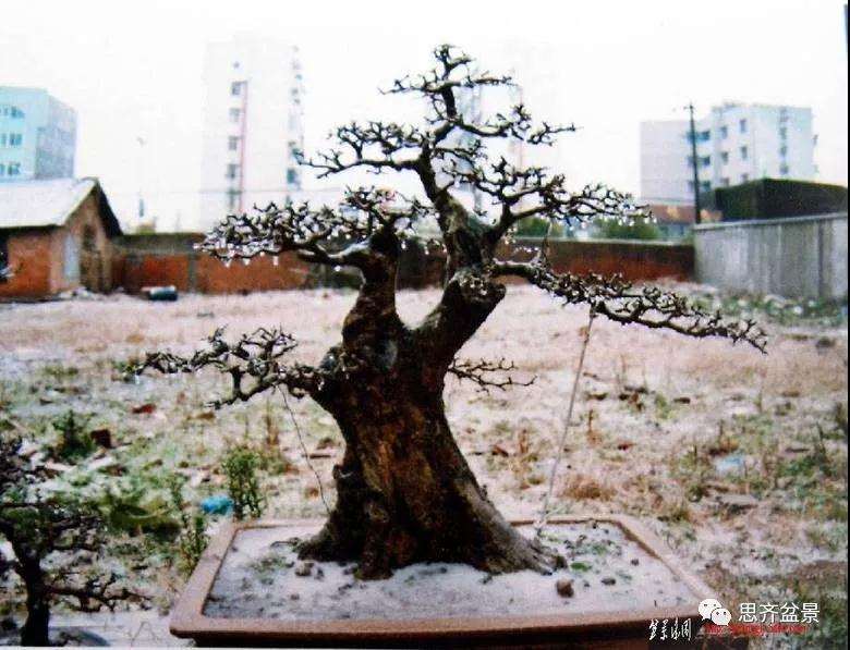 图解 对节白蜡盆景17年怎么制作的过程