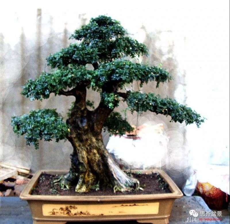 图解 对节白蜡盆景17年怎么制作的过程