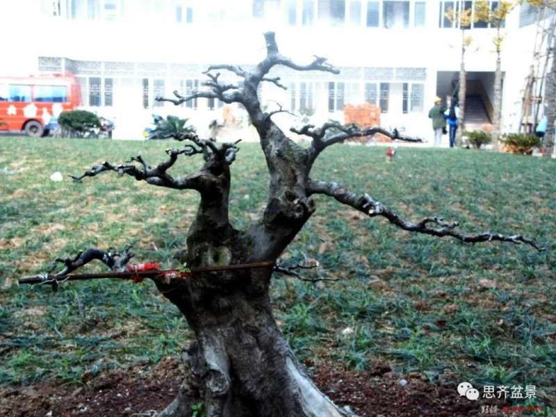 图解 对节白蜡盆景17年怎么制作的过程