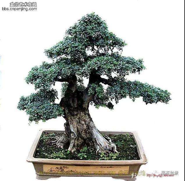 图解 对节白蜡盆景17年怎么制作的过程