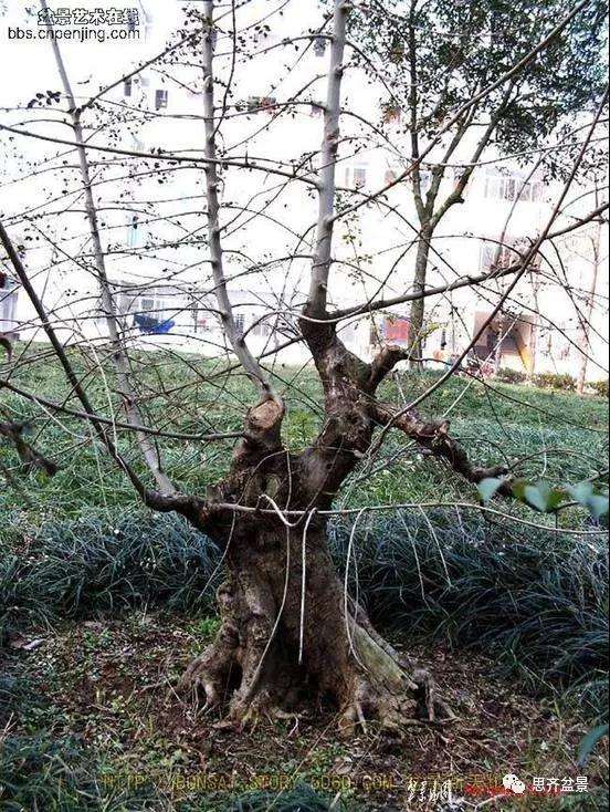 图解 对节白蜡盆景17年怎么制作的过程