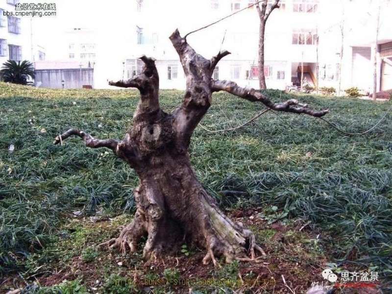 图解 对节白蜡盆景17年怎么制作的过程