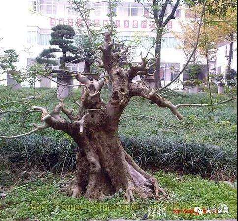 图解 对节白蜡盆景17年怎么制作的过程