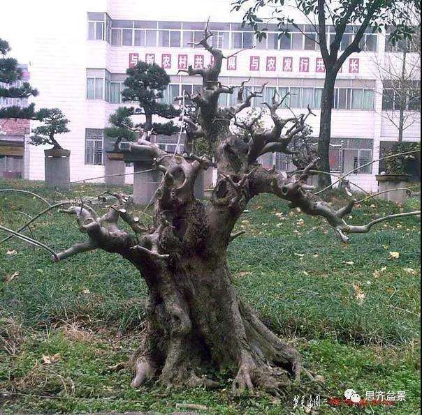 图解 对节白蜡盆景17年怎么制作的过程