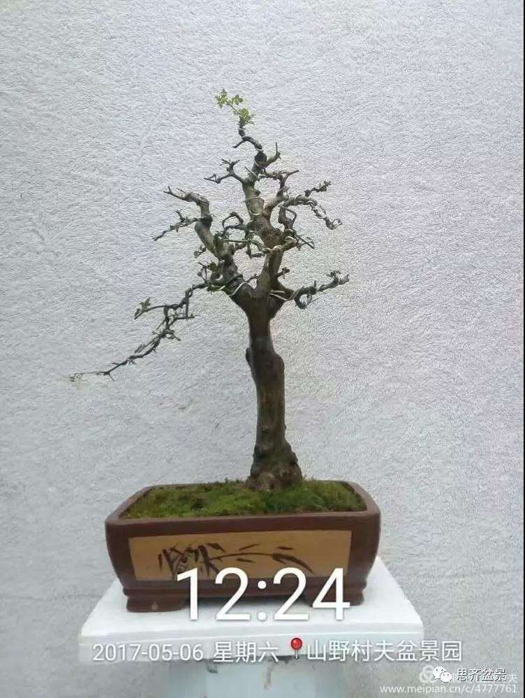 怎么高压繁殖对节白蜡盆景素材