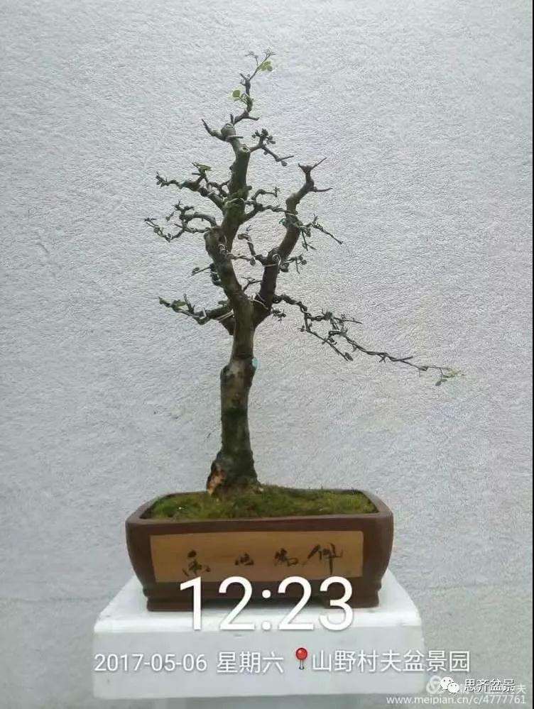 怎么高压繁殖对节白蜡盆景素材