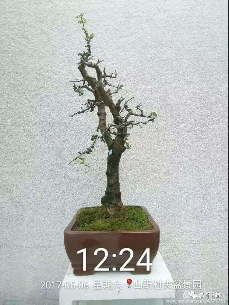 怎么高压繁殖对节白蜡盆景素材