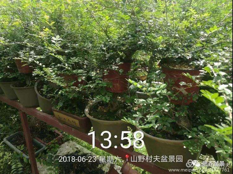 怎么高压繁殖对节白蜡盆景素材