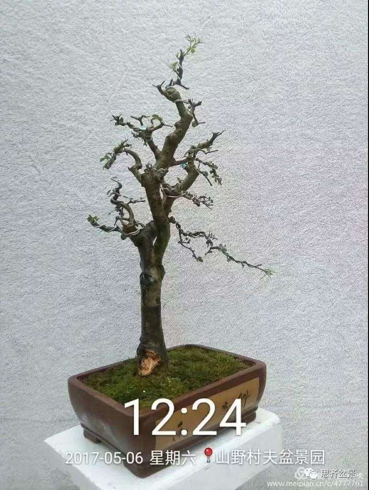 怎么高压繁殖对节白蜡盆景素材