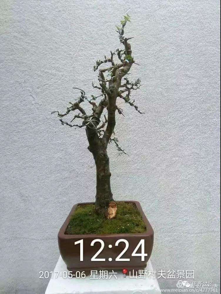 怎么高压繁殖对节白蜡盆景素材