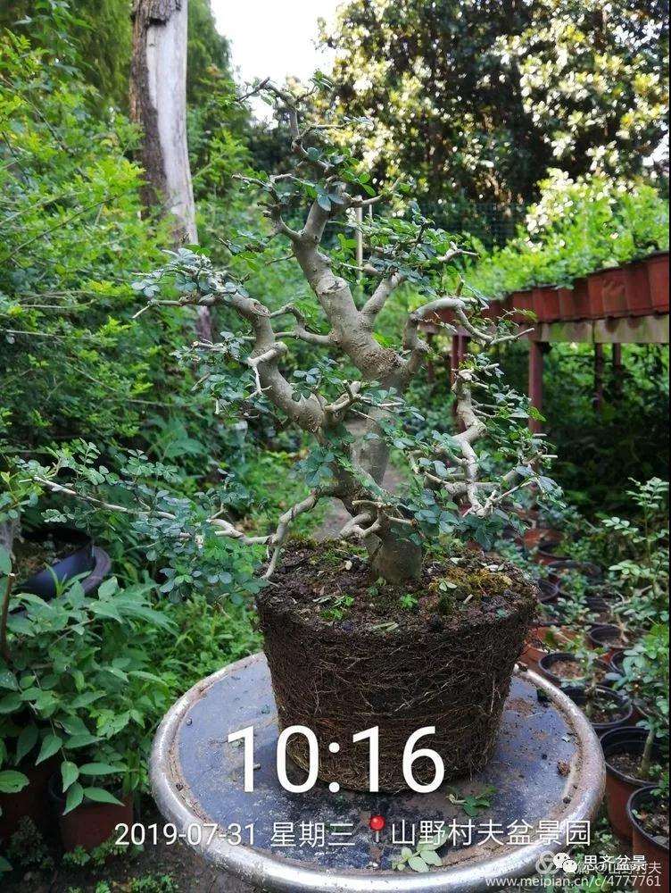 怎么高压繁殖对节白蜡盆景素材