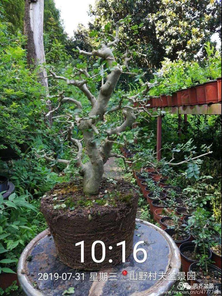 怎么高压繁殖对节白蜡盆景素材